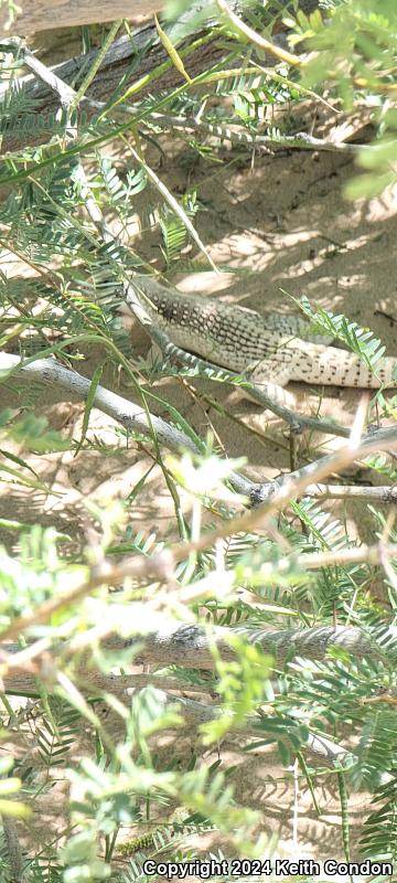 Northern Desert Iguana (Dipsosaurus dorsalis dorsalis)