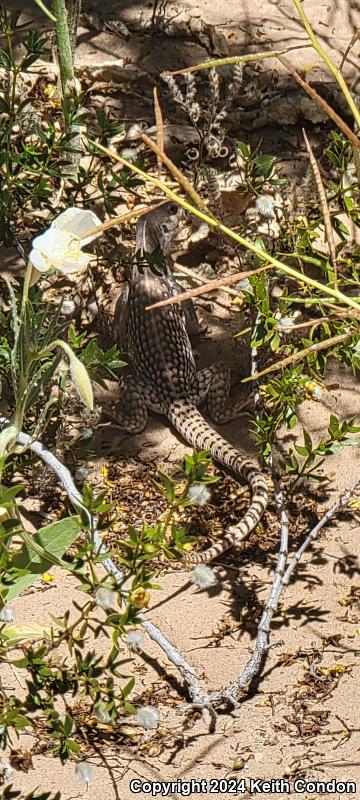 Northern Desert Iguana (Dipsosaurus dorsalis dorsalis)