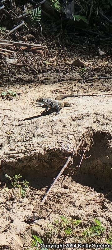 Great Basin Whiptail (Aspidoscelis tigris tigris)