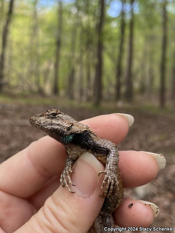 Eastern Fence Lizard (Sceloporus undulatus)