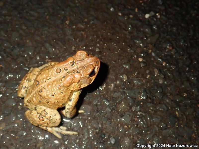 American Toad (Anaxyrus americanus)