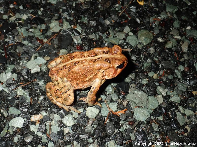 American Toad (Anaxyrus americanus)