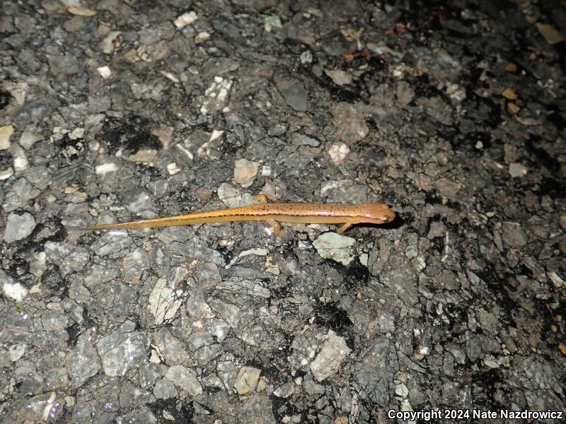 Northern Two-lined Salamander (Eurycea bislineata)