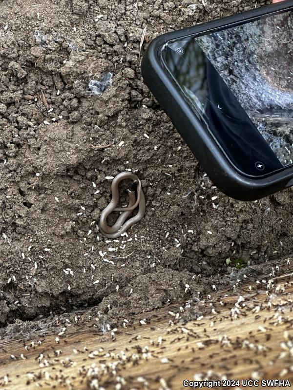 Western Black-headed Snake (Tantilla planiceps)