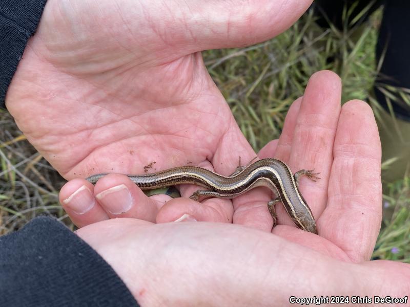 Western Skink (Plestiodon skiltonianus skiltonianus)