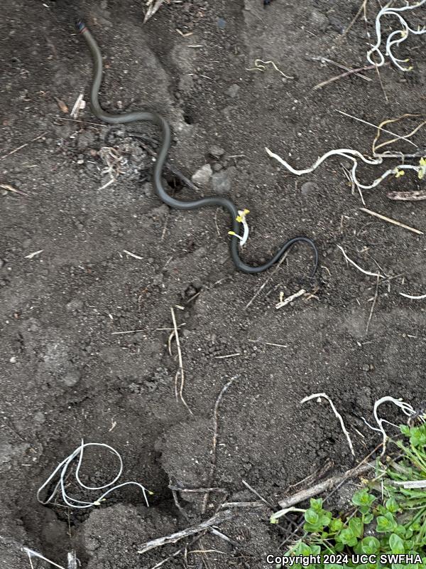 San Diego Ring-necked Snake (Diadophis punctatus similis)