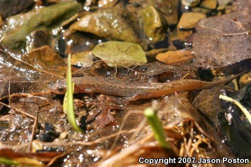 Northern Dusky Salamander (Desmognathus fuscus)