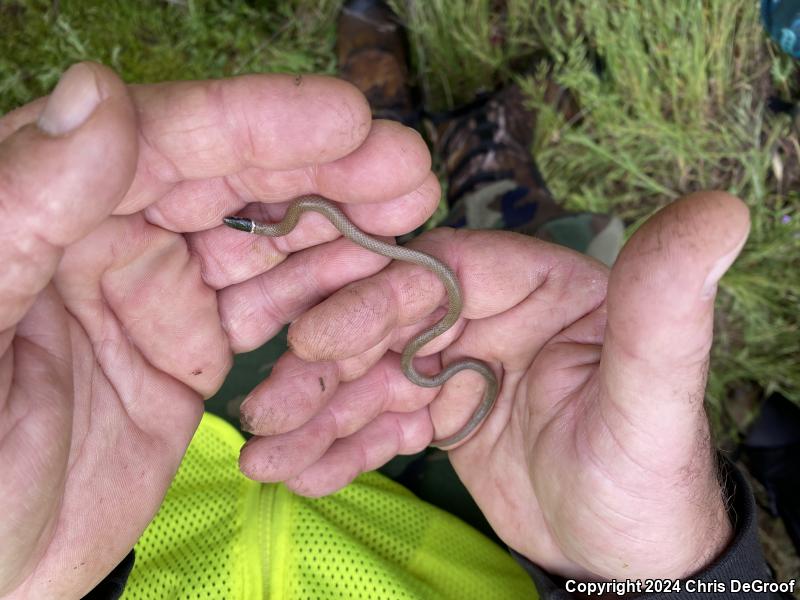 Western Black-headed Snake (Tantilla planiceps)