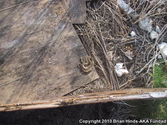 San Diego Gopher Snake (Pituophis catenifer annectens)