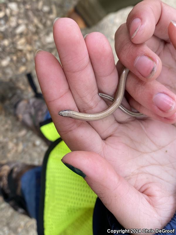 California Legless Lizard (Anniella pulchra)