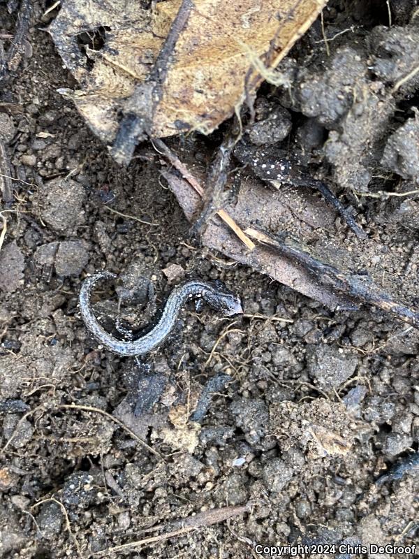 Black-bellied Slender Salamander (Batrachoseps nigriventris)