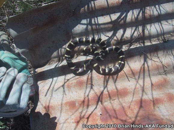 California Kingsnake (Lampropeltis getula californiae)