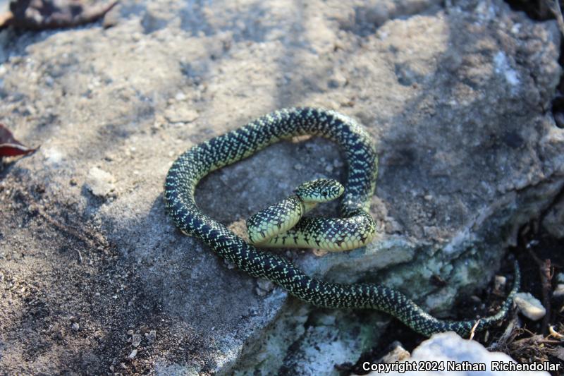 Speckled Kingsnake (Lampropeltis getula holbrooki)