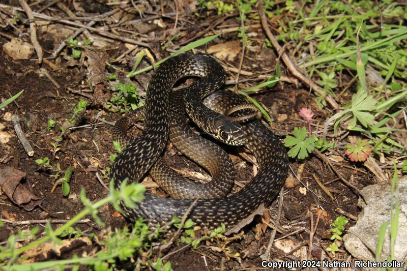 Eastern Coachwhip (Coluber flagellum flagellum)