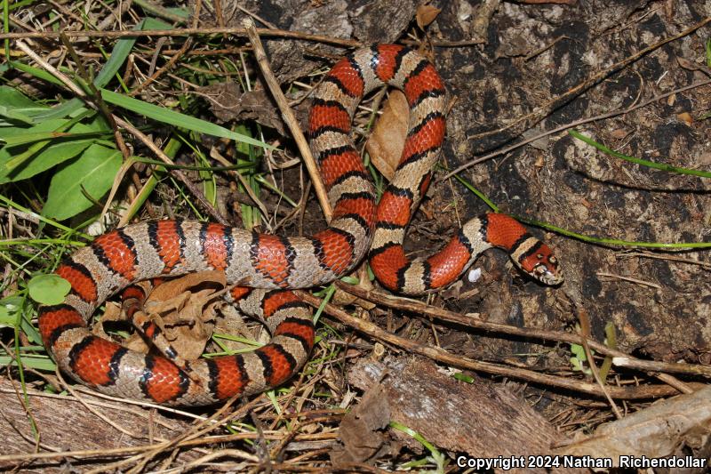 Red Milksnake (Lampropeltis triangulum syspila)