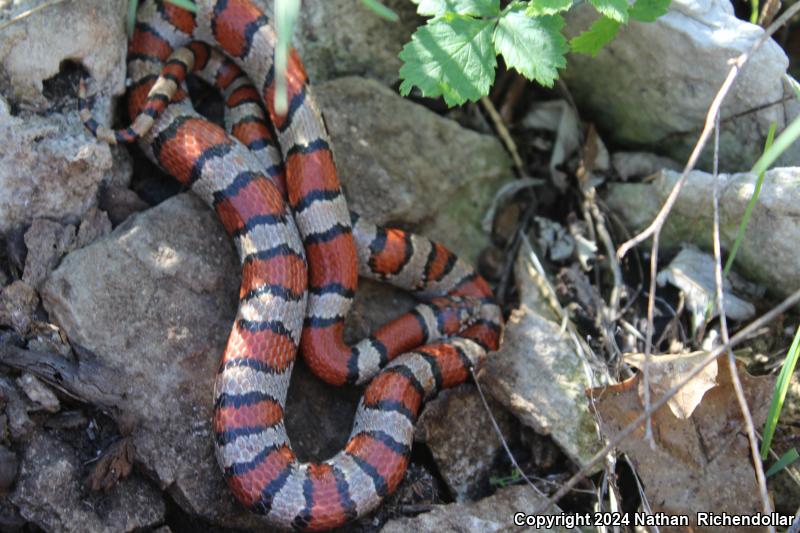 Red Milksnake (Lampropeltis triangulum syspila)