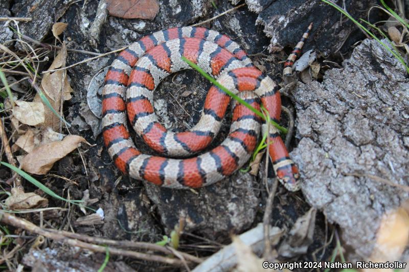 Red Milksnake (Lampropeltis triangulum syspila)