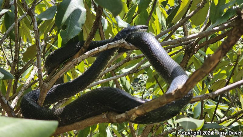 Black Ratsnake (Pantherophis obsoletus obsoletus)