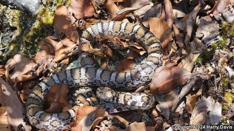 Eastern Milksnake (Lampropeltis triangulum triangulum)