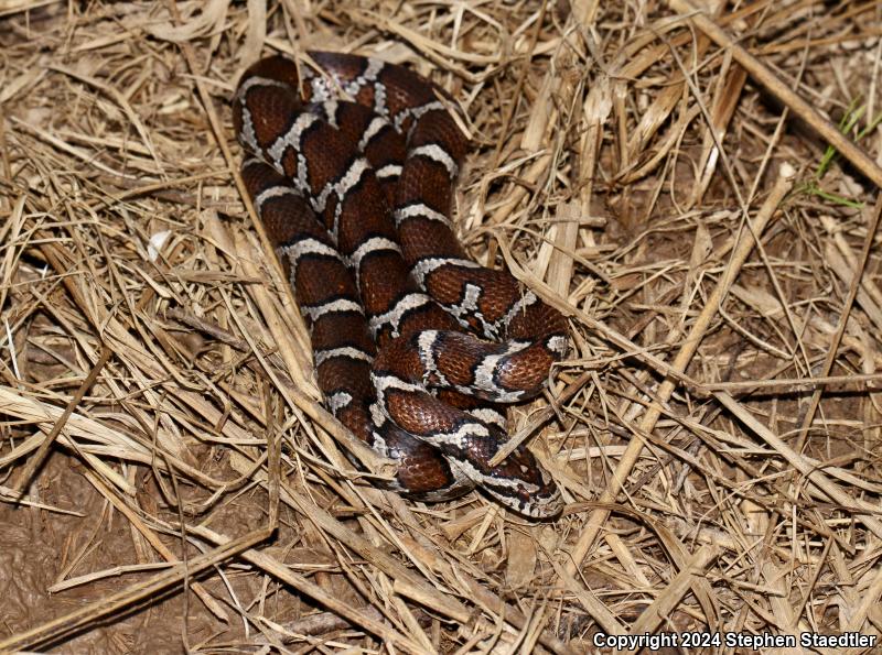 Eastern Milksnake (Lampropeltis triangulum triangulum)