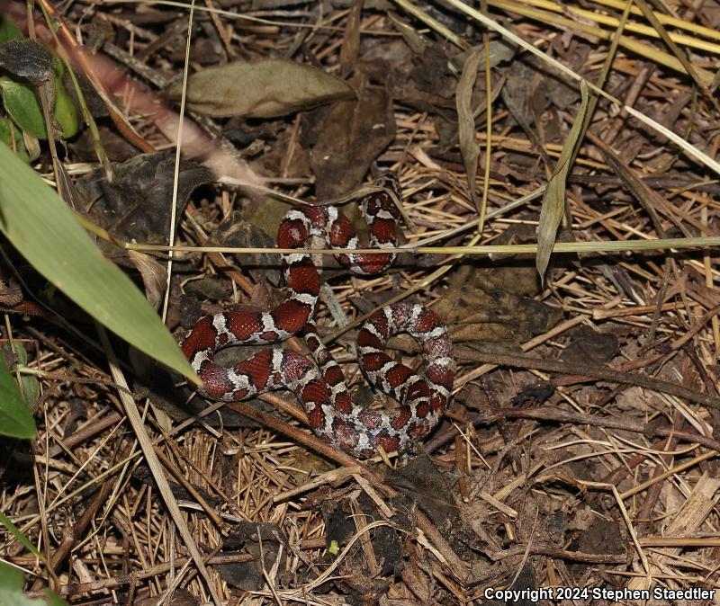 Eastern Milksnake (Lampropeltis triangulum triangulum)