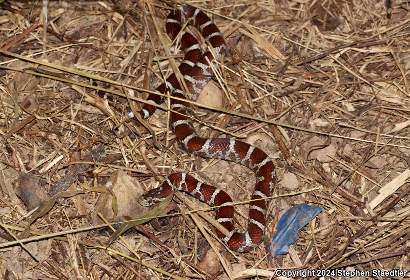 Eastern Milksnake (Lampropeltis triangulum triangulum)