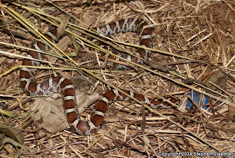 Eastern Milksnake (Lampropeltis triangulum triangulum)