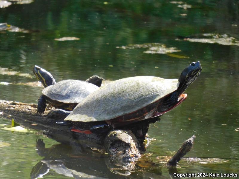 Northern Red-bellied Cooter (Pseudemys rubriventris)