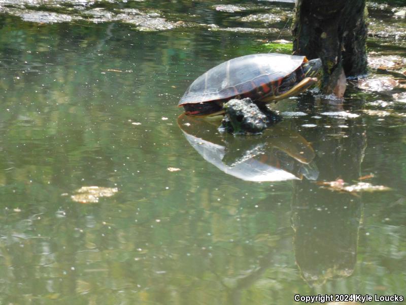 Eastern Painted Turtle (Chrysemys picta picta)