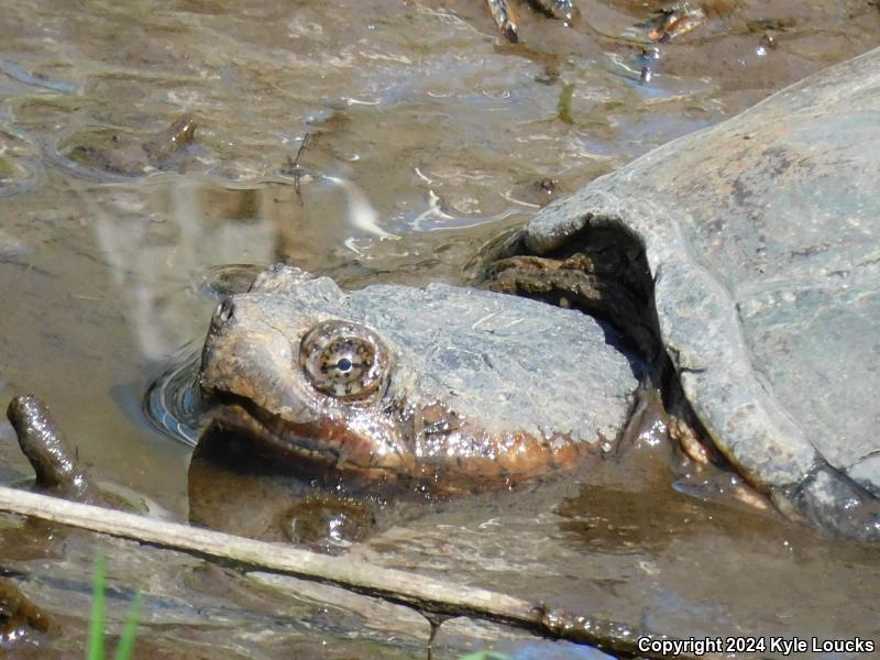 Eastern Snapping Turtle (Chelydra serpentina serpentina)