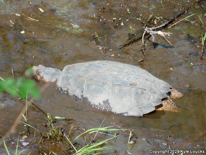 Eastern Snapping Turtle (Chelydra serpentina serpentina)