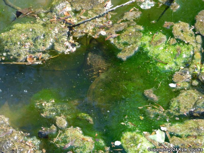 Eastern Snapping Turtle (Chelydra serpentina serpentina)