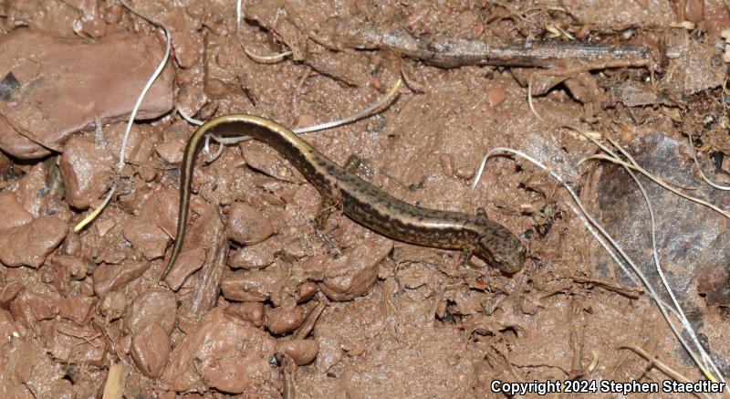 Northern Two-lined Salamander (Eurycea bislineata)