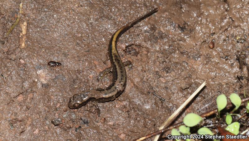 Northern Two-lined Salamander (Eurycea bislineata)