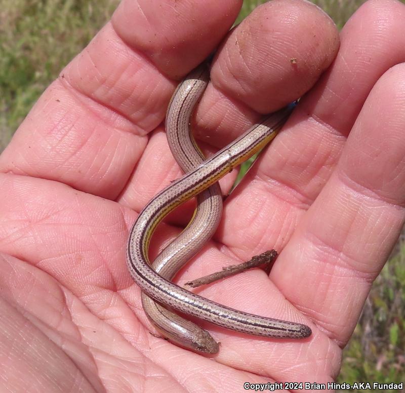 California Legless Lizard (Anniella pulchra)