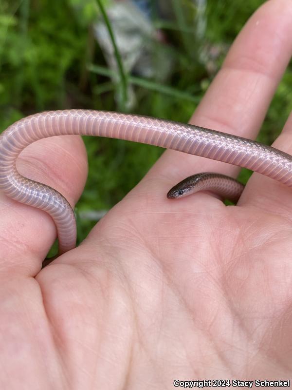 Eastern Wormsnake (Carphophis amoenus)