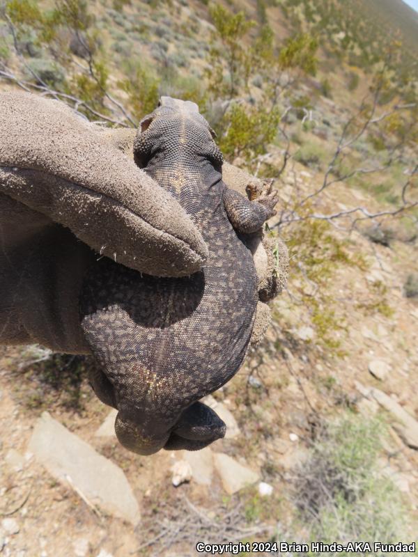 Common Chuckwalla (Sauromalus ater)