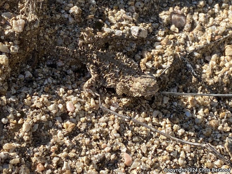 Blainville's Horned Lizard (Phrynosoma blainvillii)