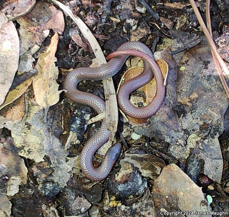 Forest Sharp-tailed Snake (Contia longicaudae)