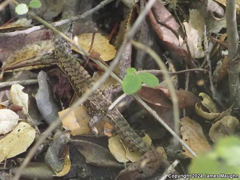 San Francisco Alligator Lizard (Elgaria coerulea coerulea)