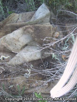California Kingsnake (Lampropeltis getula californiae)