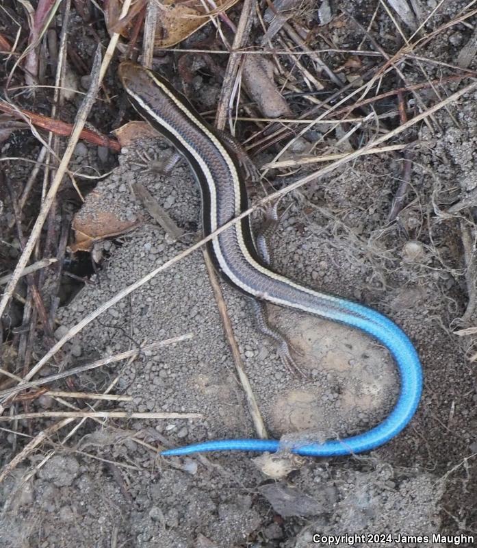 Western Skink (Plestiodon skiltonianus skiltonianus)