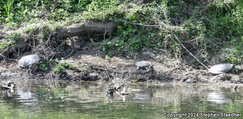 Eastern Spiny Softshell (Apalone spinifera spinifera)