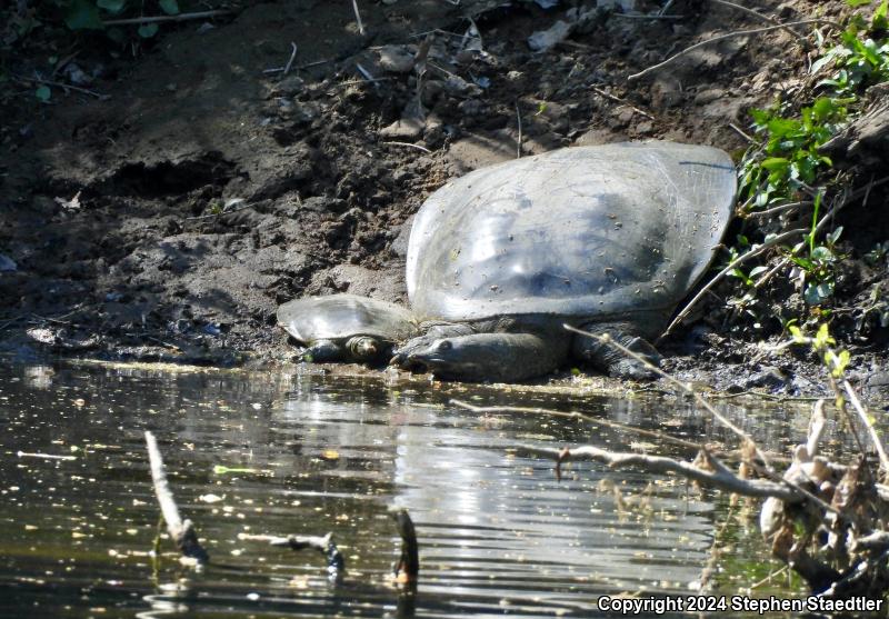 Eastern Spiny Softshell (Apalone spinifera spinifera)