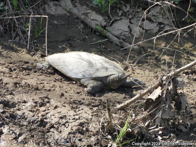 Eastern Spiny Softshell (Apalone spinifera spinifera)