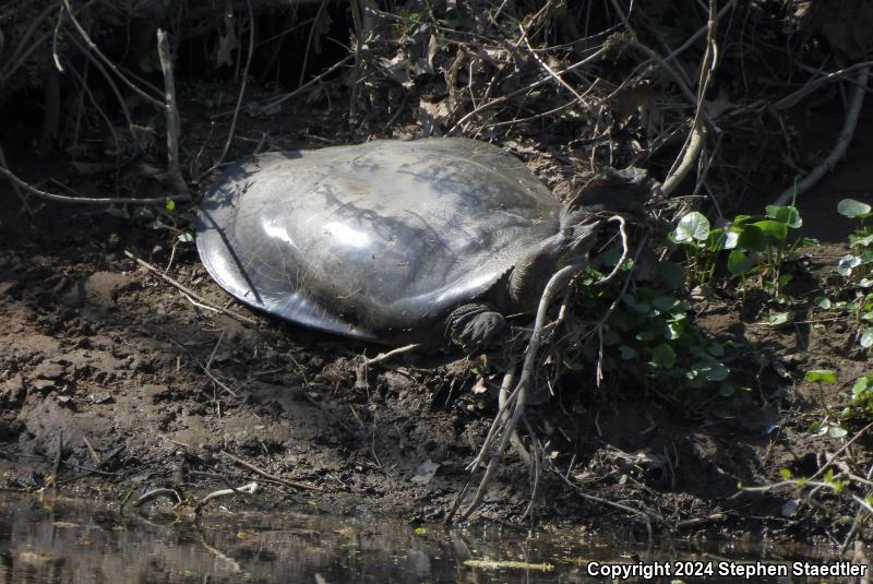 Eastern Spiny Softshell (Apalone spinifera spinifera)