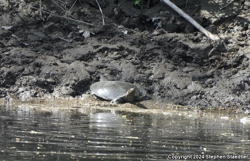 Eastern Spiny Softshell (Apalone spinifera spinifera)