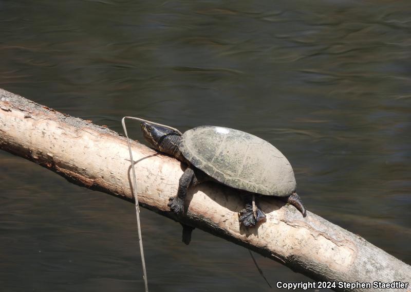 Eastern Musk Turtle (Sternotherus odoratus)