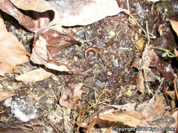 Eastern Red-backed Salamander (Plethodon cinereus)