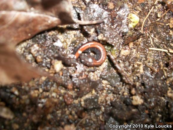 Eastern Red-backed Salamander (Plethodon cinereus)